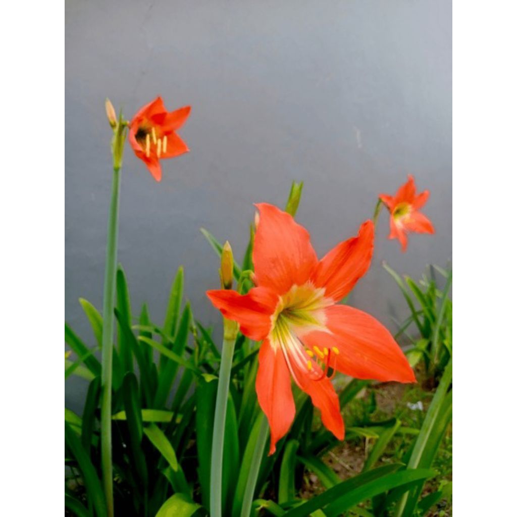 tanaman bunga amarilis orange bunga oktober
