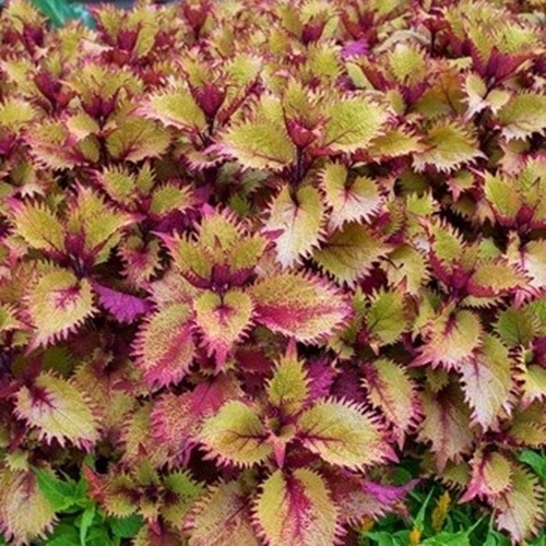 3 Benih Biji Bunga COLEUS Henna