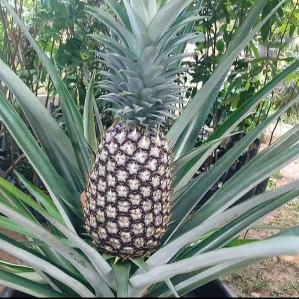 bibit nanas jumbo non duri