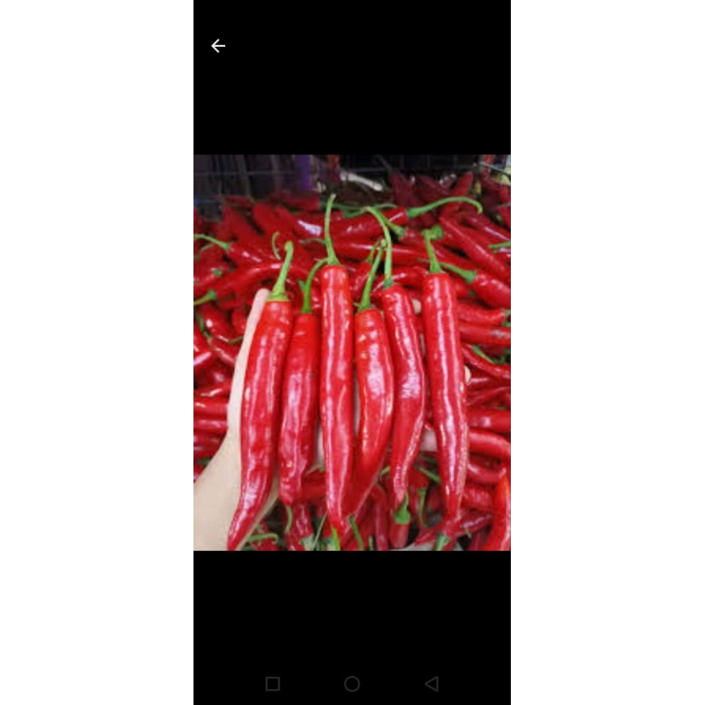 cabe merah tanjung