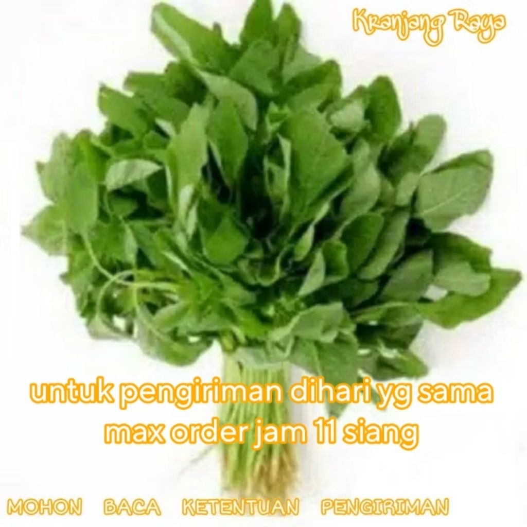 Bayam per ikat