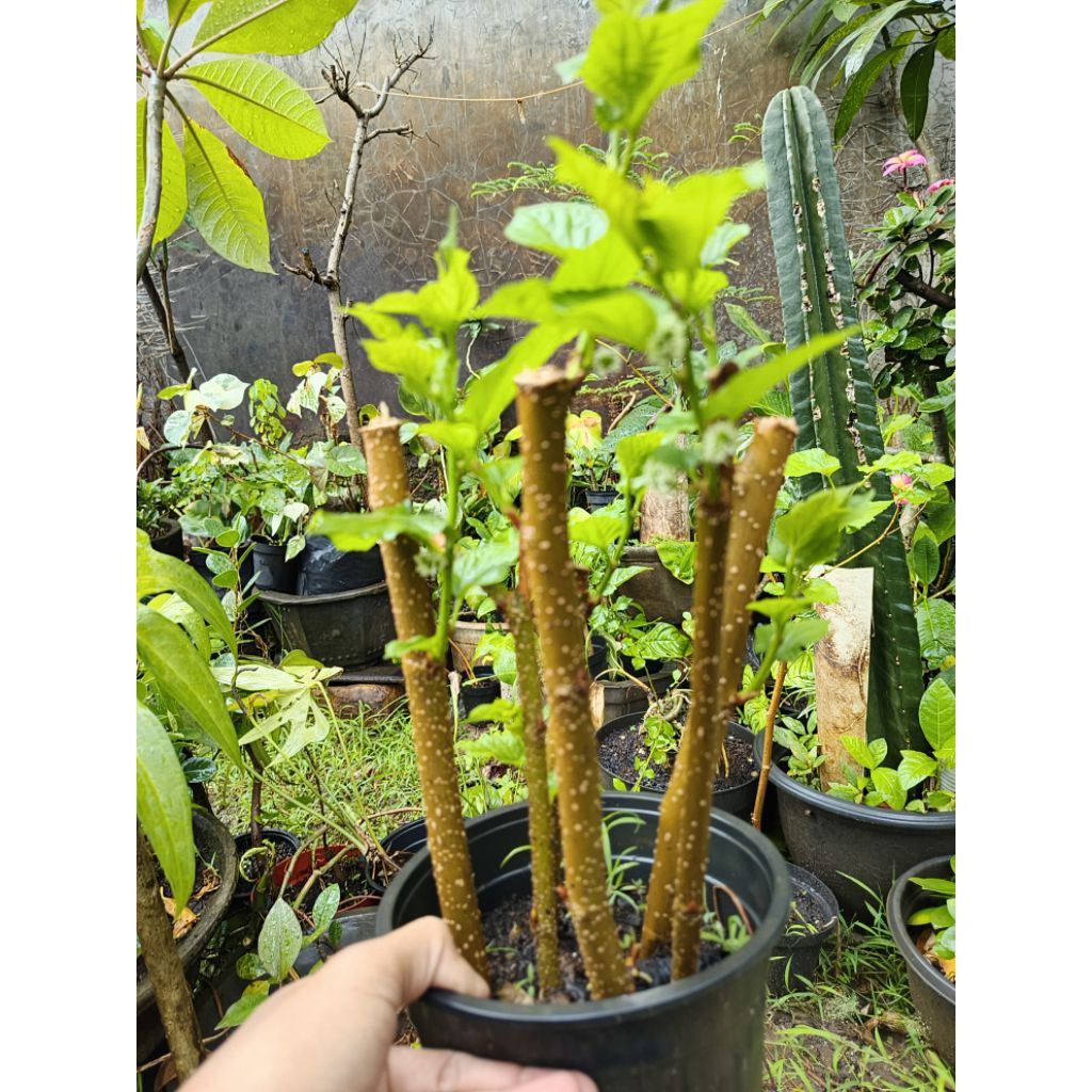 Bibit Buah Murbei