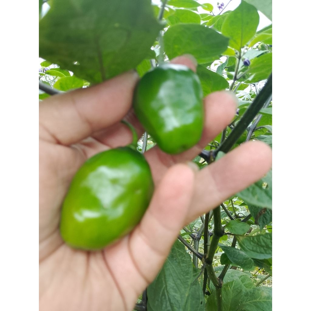 Cabe gendot fresh 1 kg