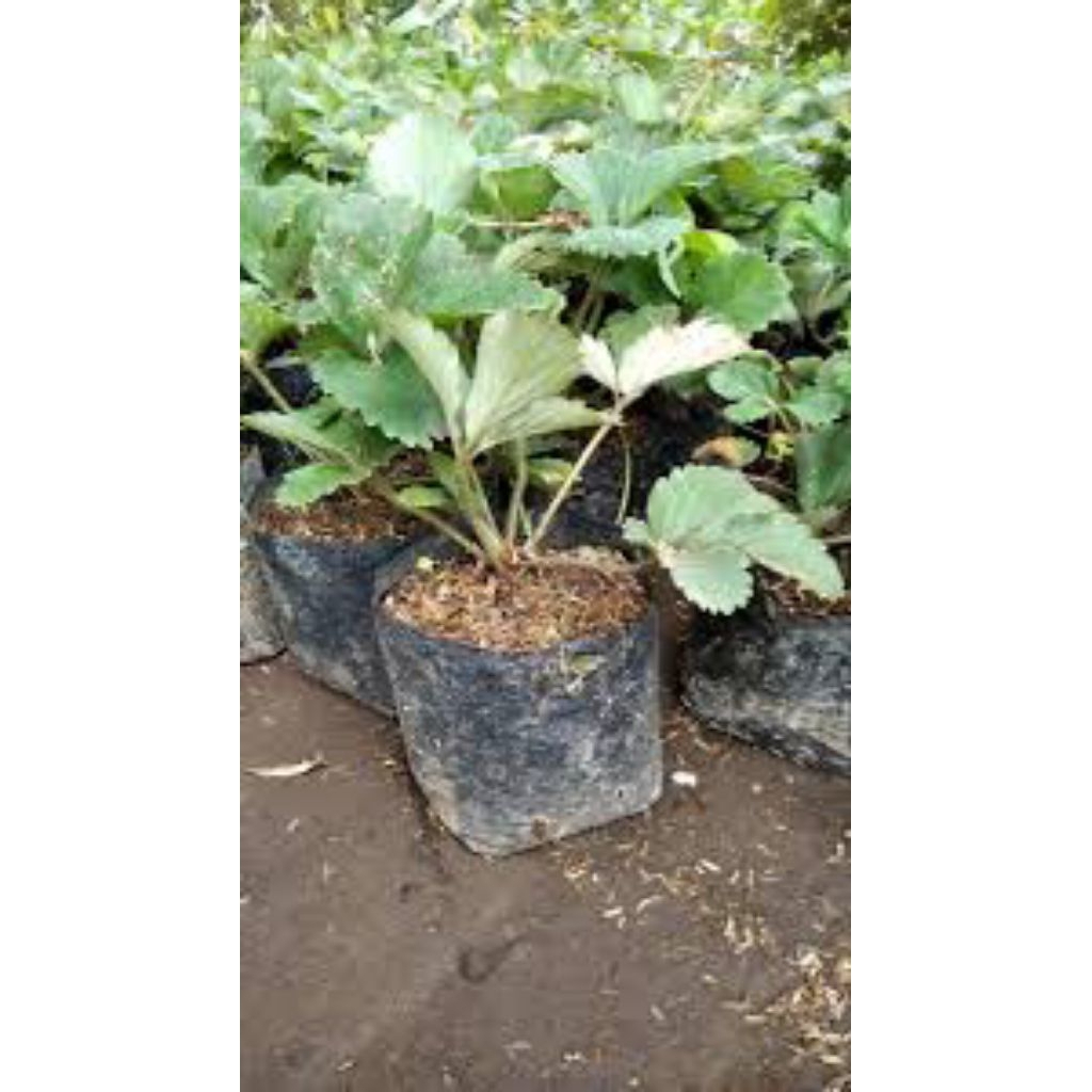 tanaman buah stroberry