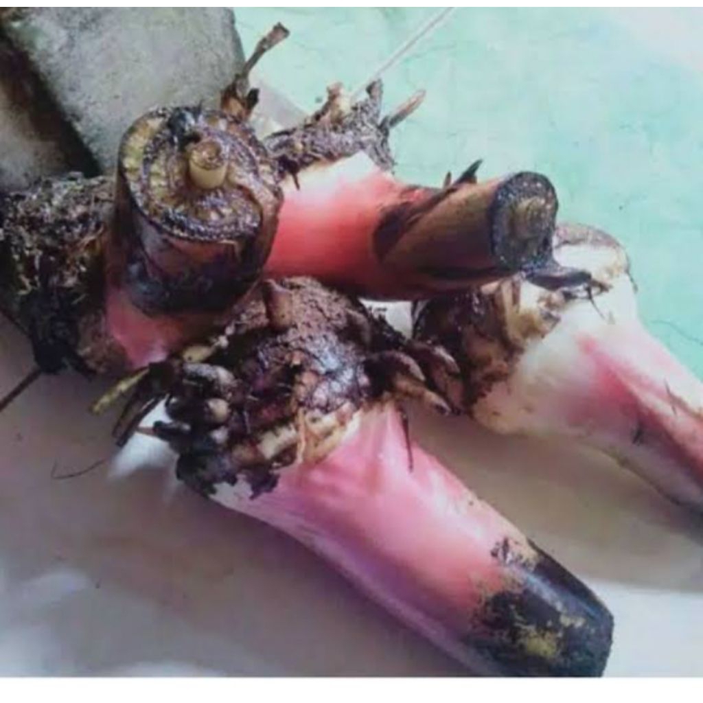 bibit bogolan pisang uli