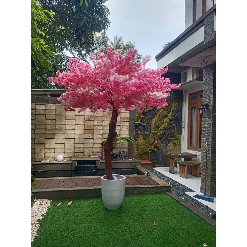pohon sakura tinggi 2 meter