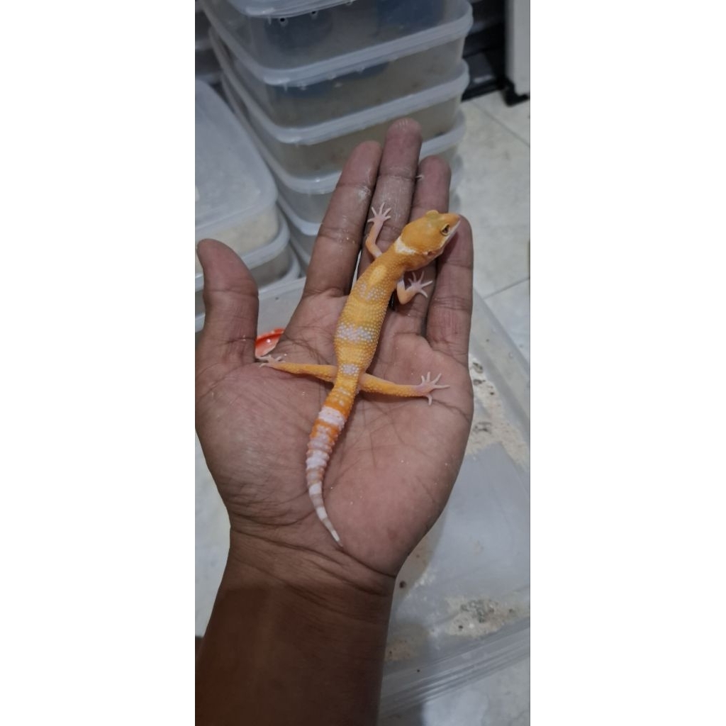 aksesoris gecko remaja