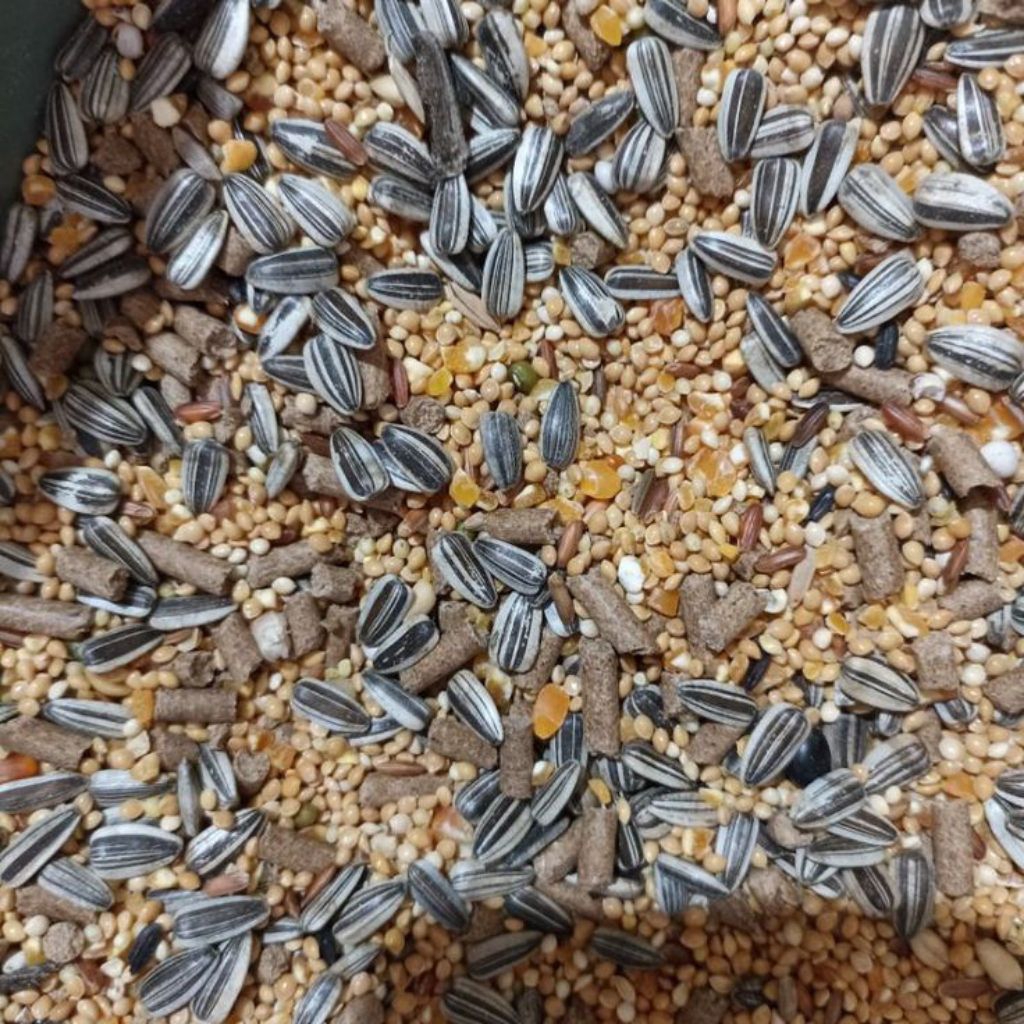 PAKAN HAMSTER BIJI2AN