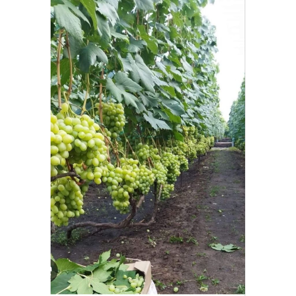 bibit anggur import( ilaria)