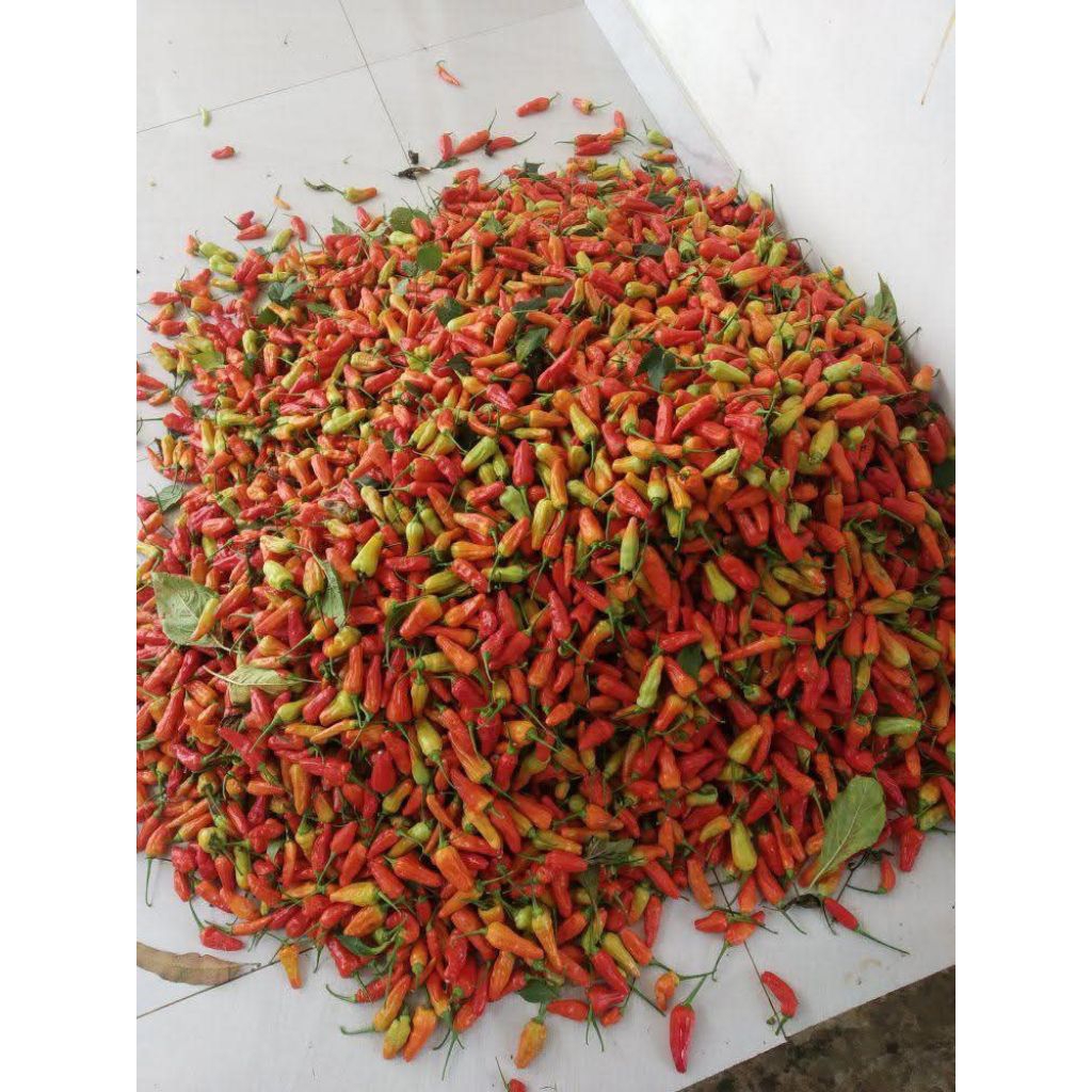 cabe rawit merah fresh murah