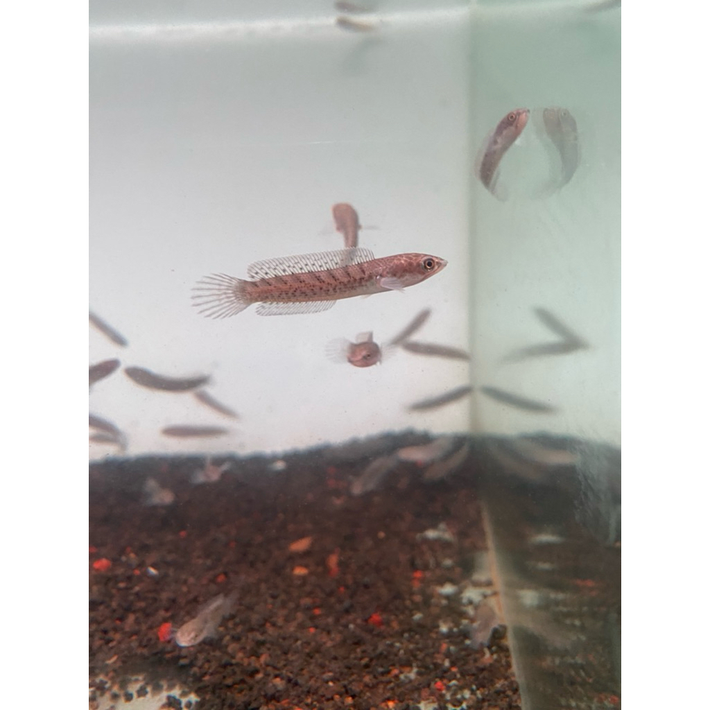 Canah Stewarty Sortiran Calon Hf size 2-3cm