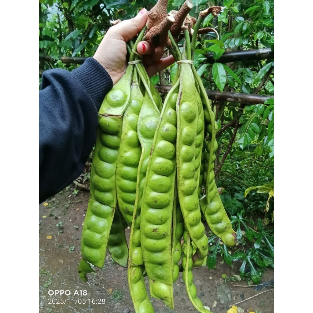 PETAI