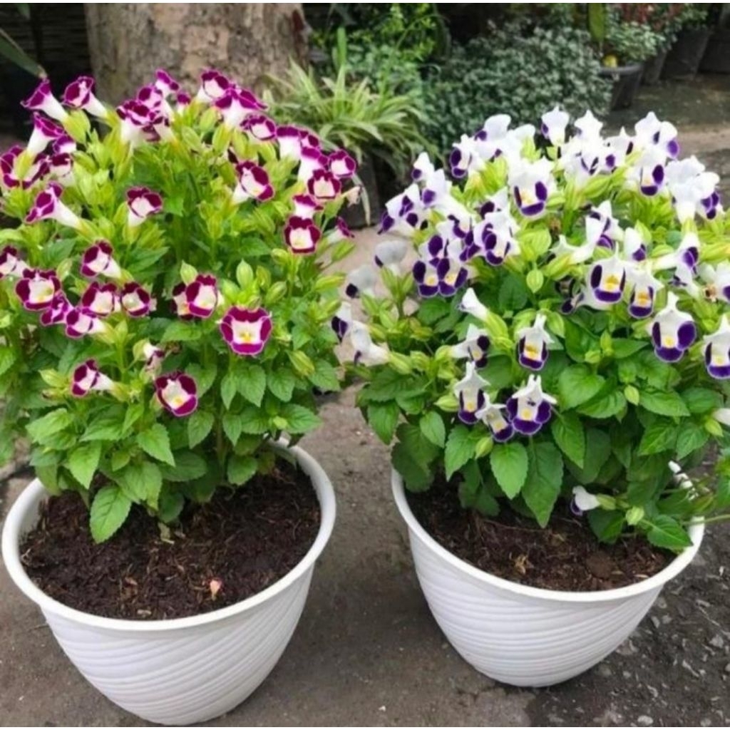 paket 2 taneman bunga veronica + pot putih