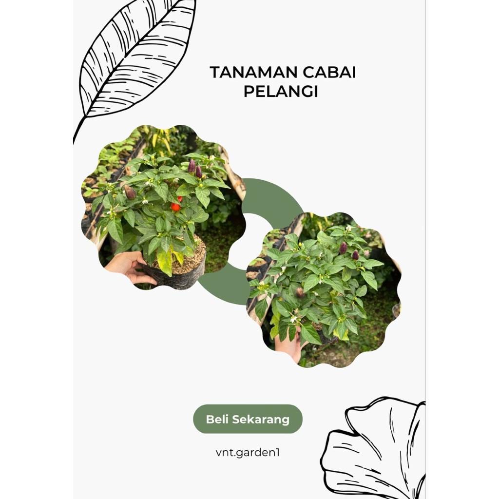 Tanaman cabai pelangi