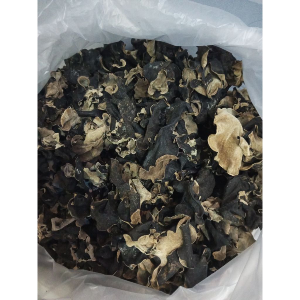 jamur kuping kering