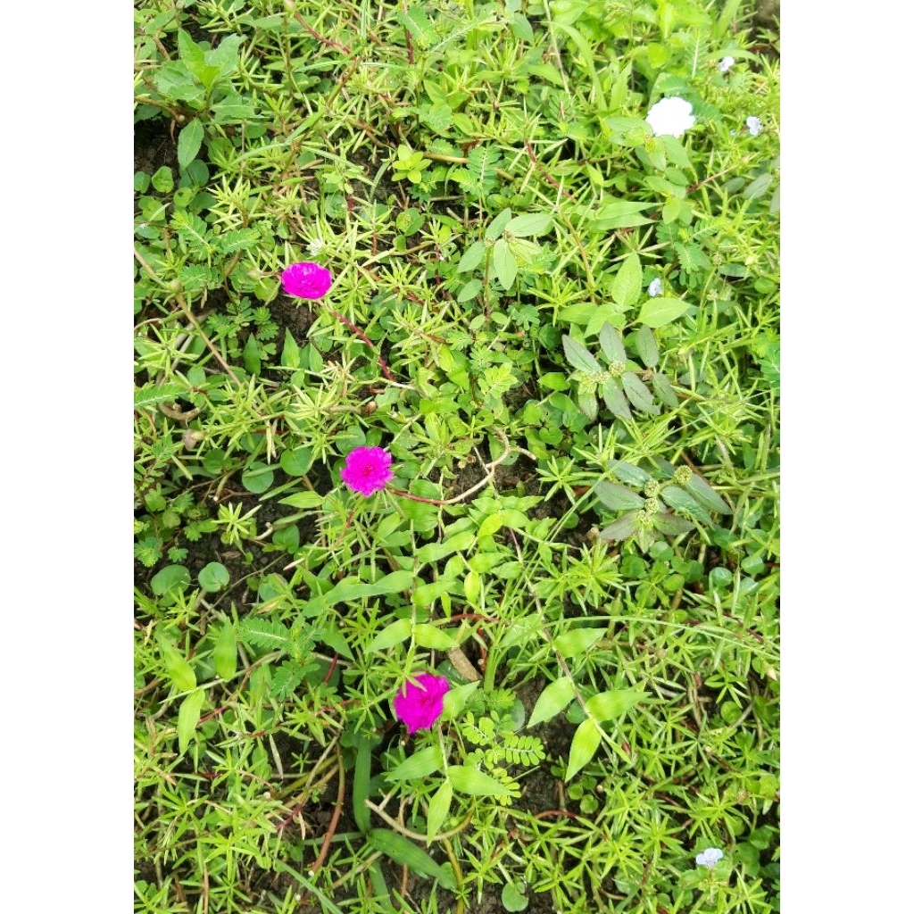 (Ekonomis) Krokot Pink