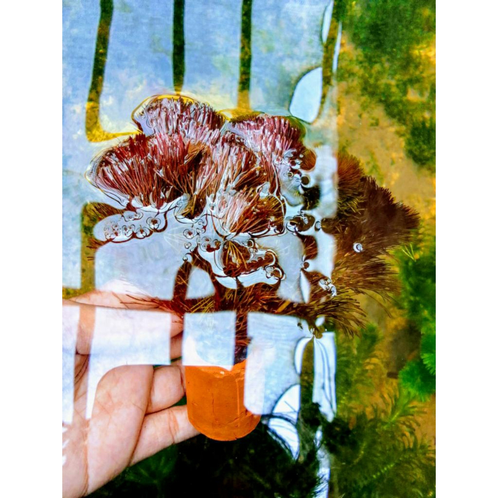 kabomba red (1 pot)