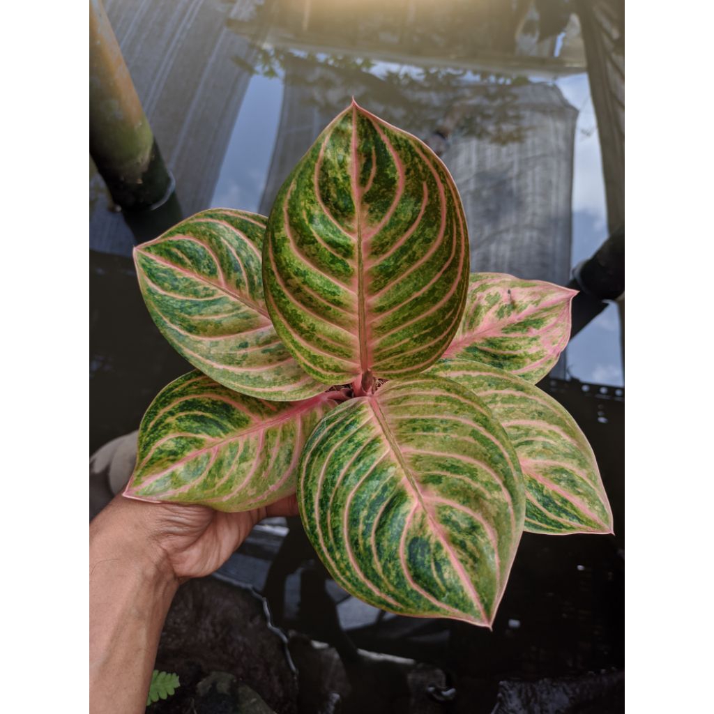 aglonema rinjani