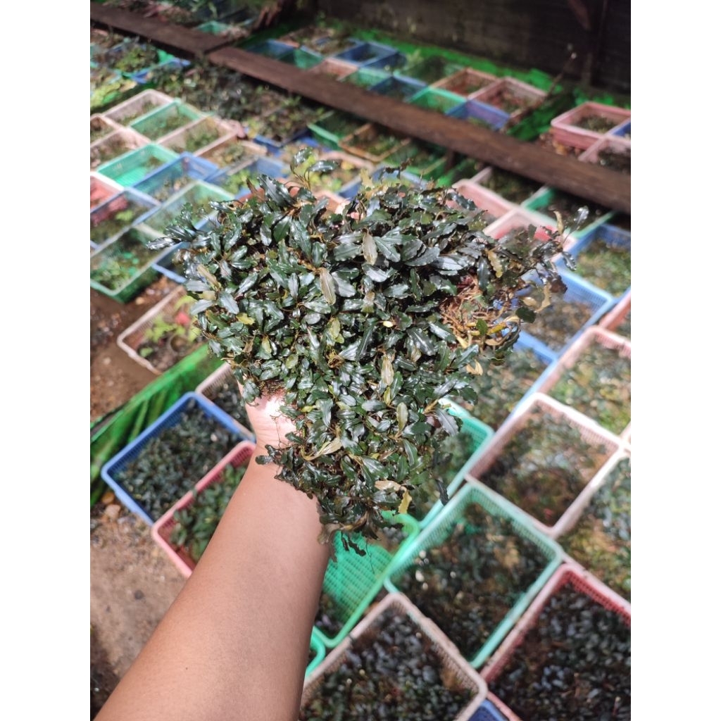 bucephalandra mini red sekadau