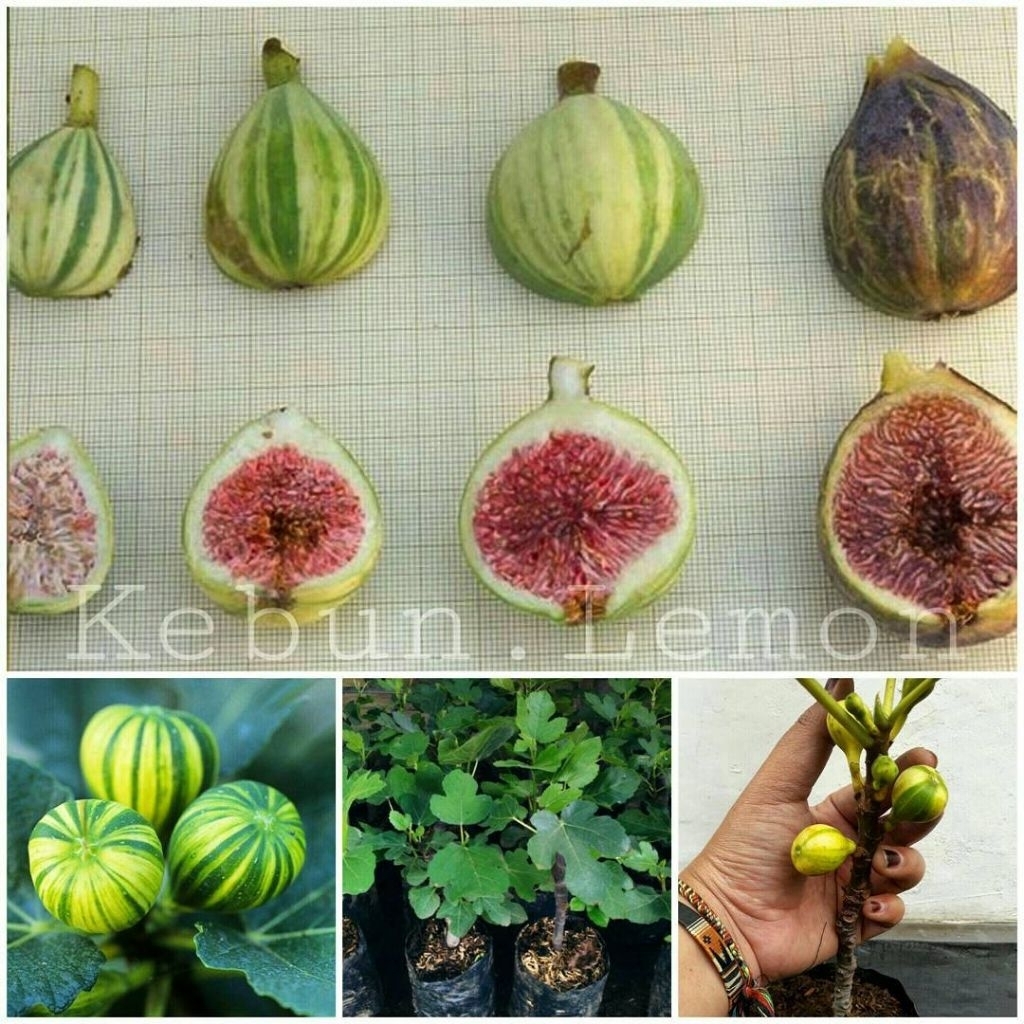 Bibit buah tin Panace Tiger