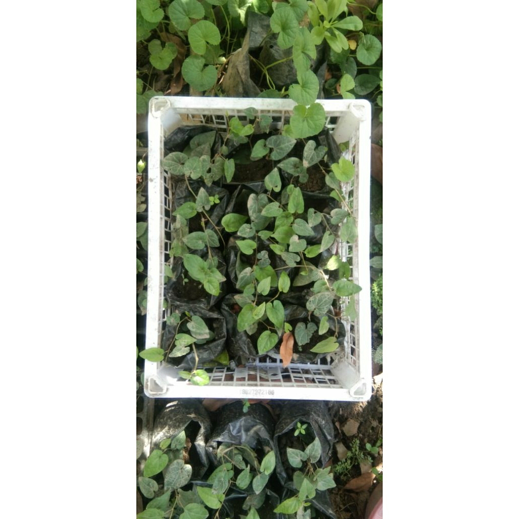 Bibit cabe jamu