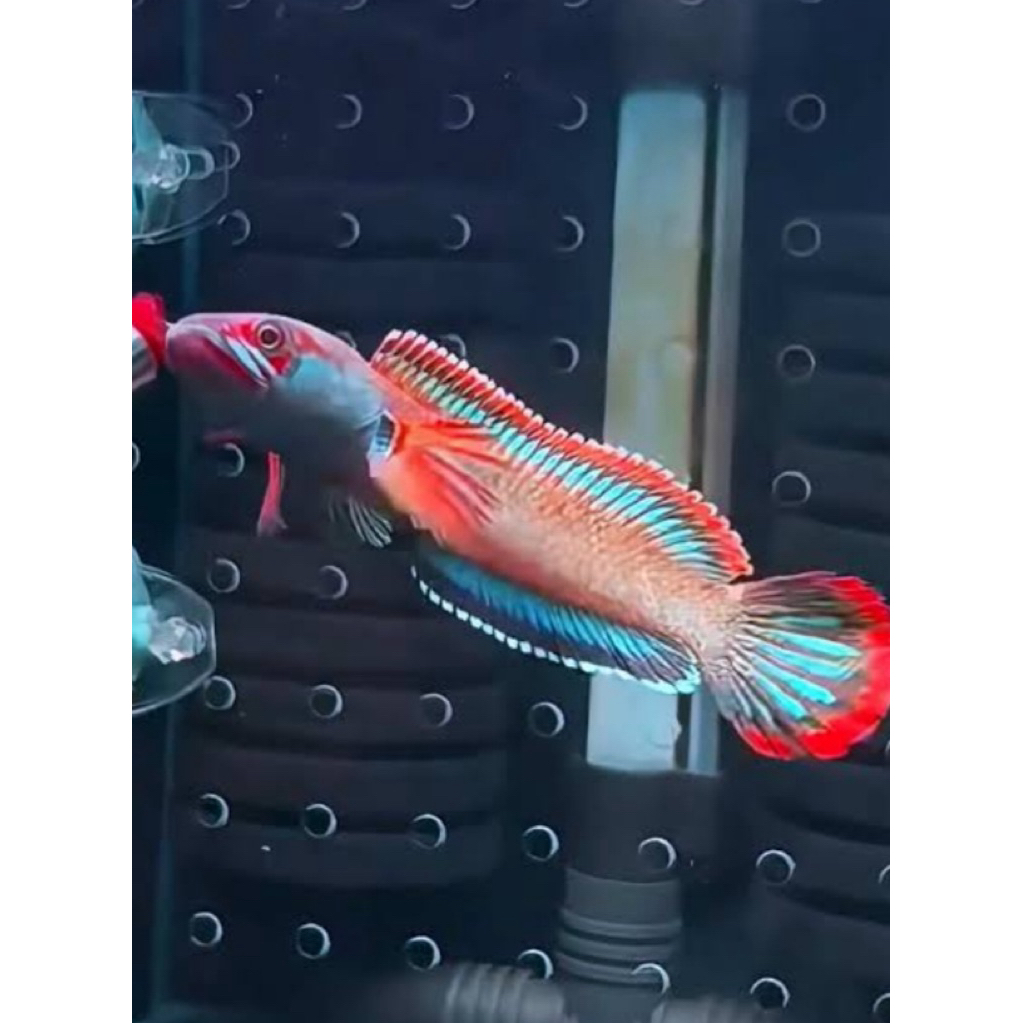 (COD)Fire and ice 3-5cm grade A+