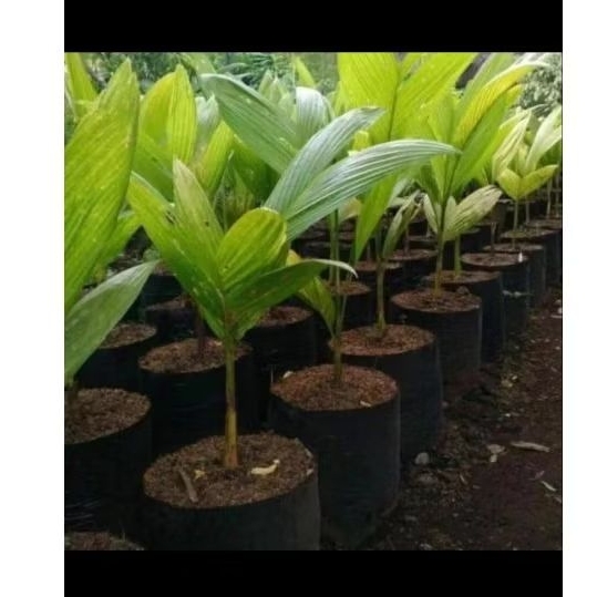 Bibit pohon pinang