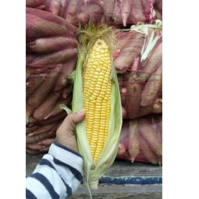 Jagung manis