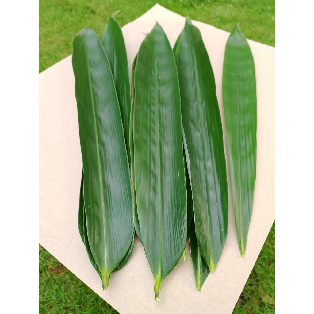 Daun bambu perikat
