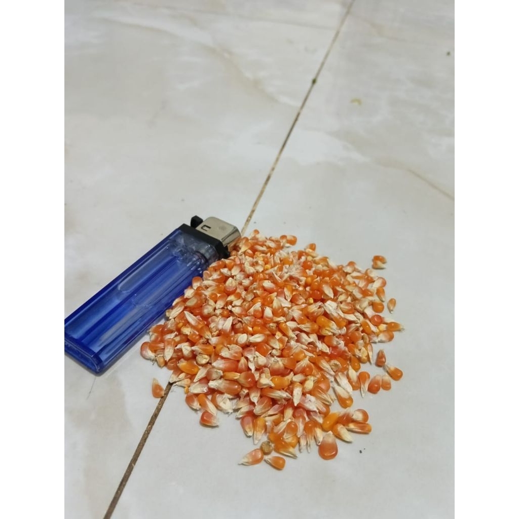 jagung super biji timun