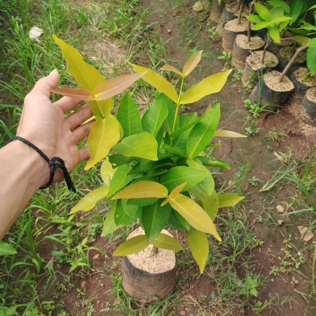 live bibit jambu air manis