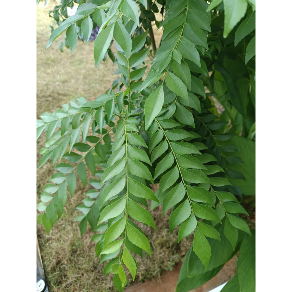 Daun Kari Pertangkai