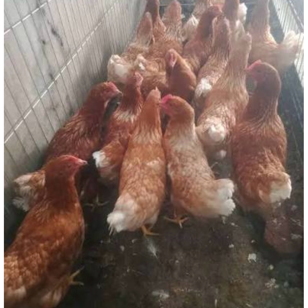 ayam petelur 16 minggu