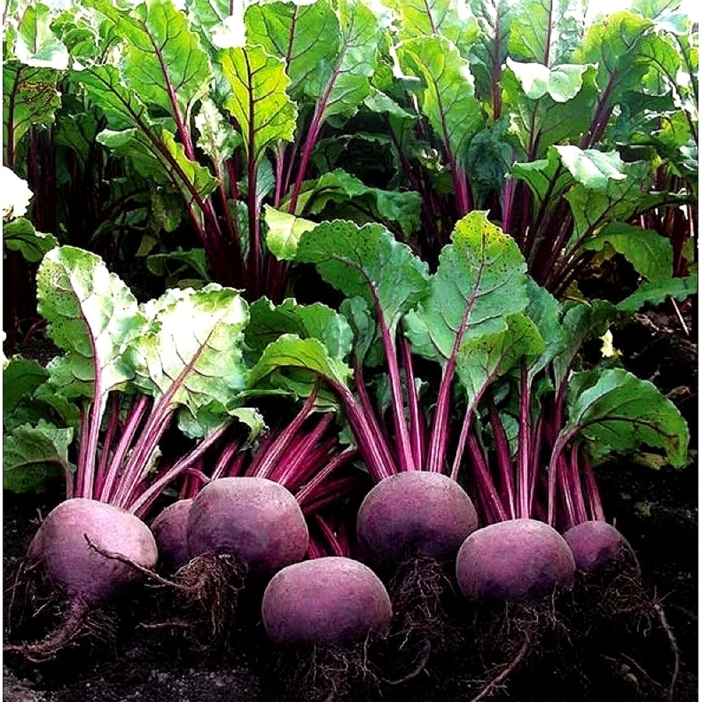 5 BIJI BENIH BEETROOT