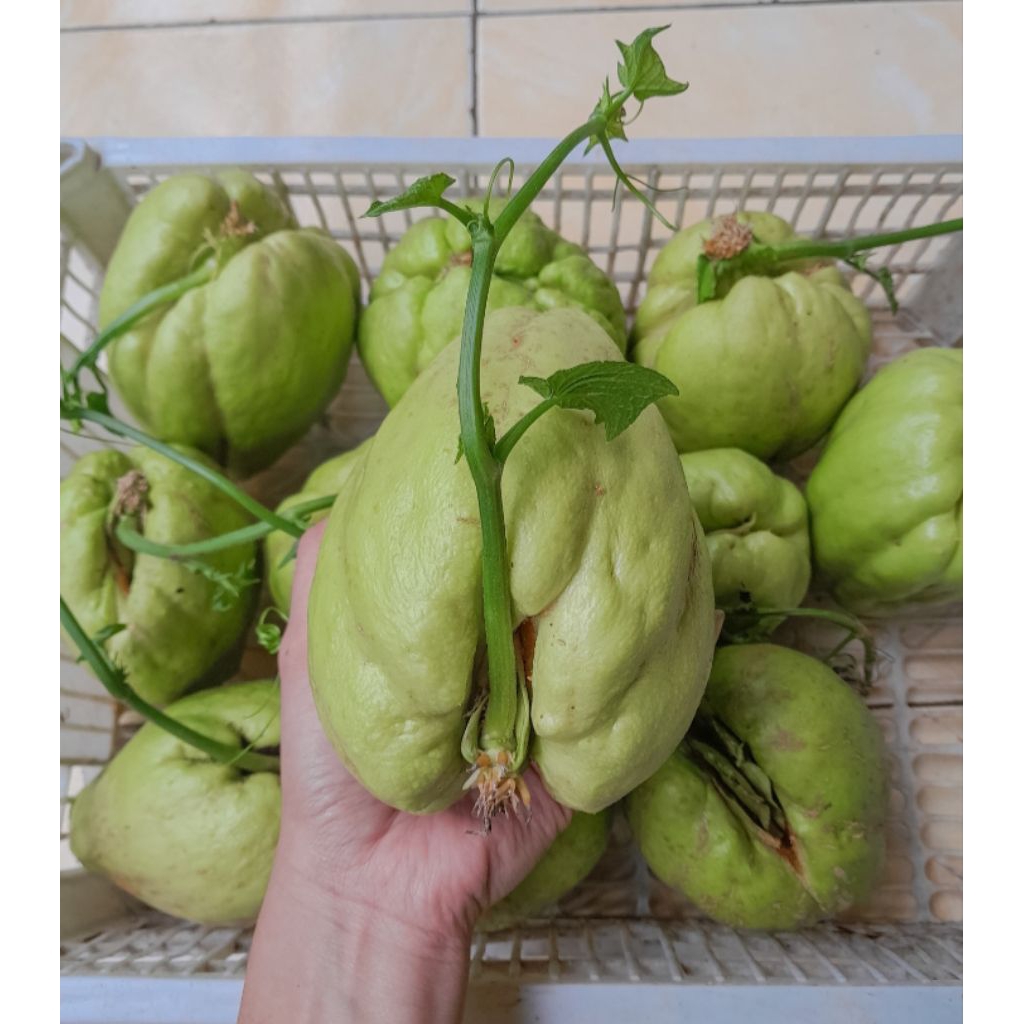 bibit labu siam