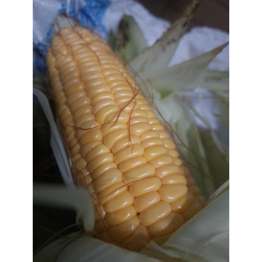 Jagung Manis kulit