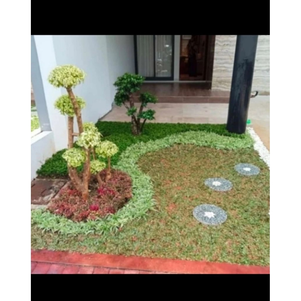 taman bonsay anting putri