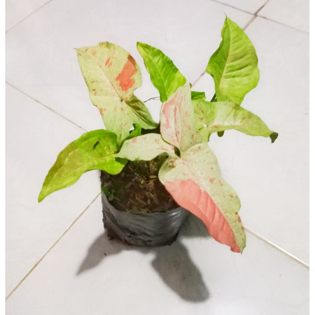 SINGONIUM PINK NEBULLA