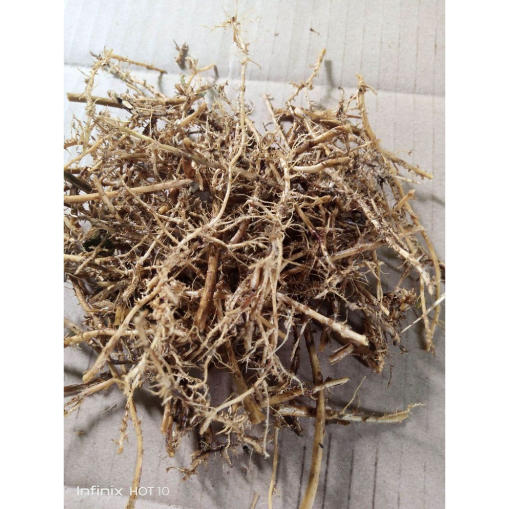 akar bambu kuning 1 kg