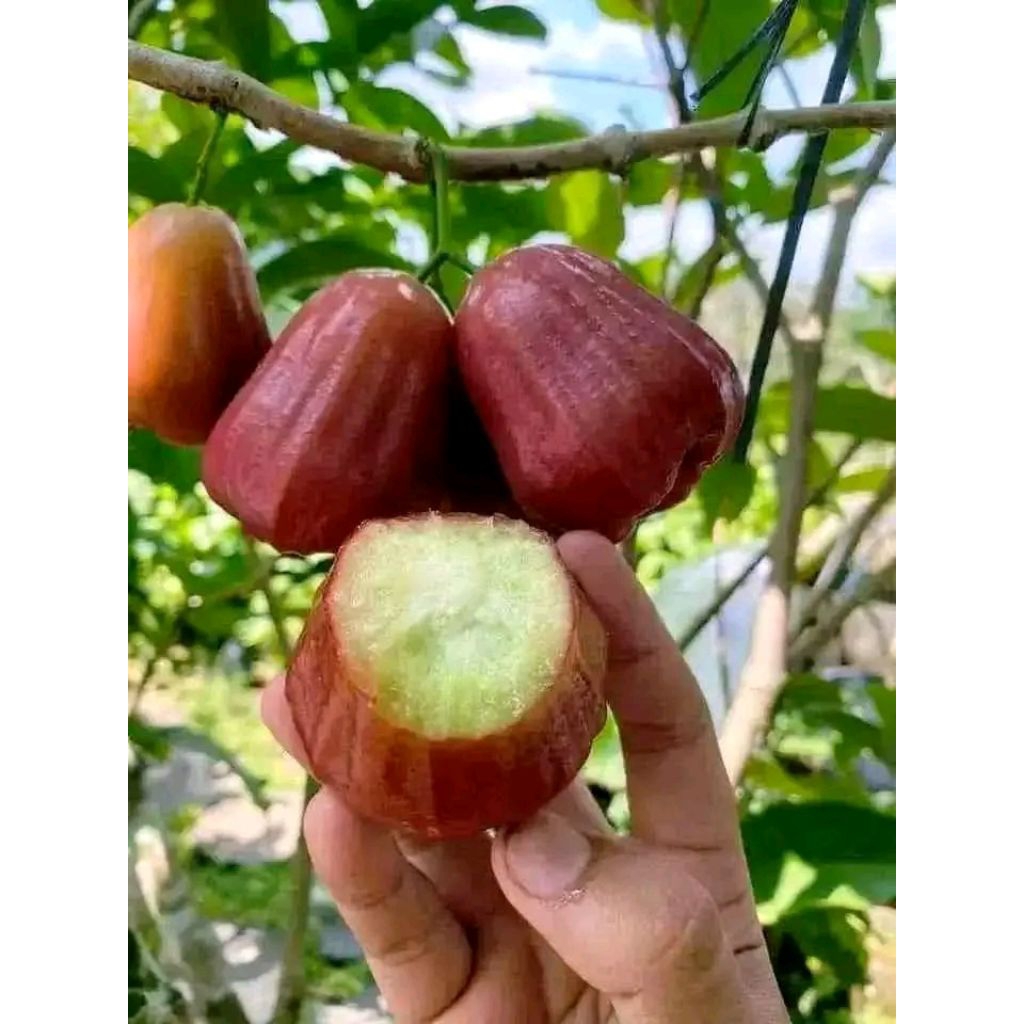 Bibit Jambu Dalhari Okulasi Super Maniss