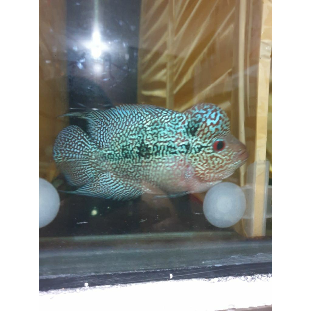 lohan chencu. ukuran 10 - 13cm