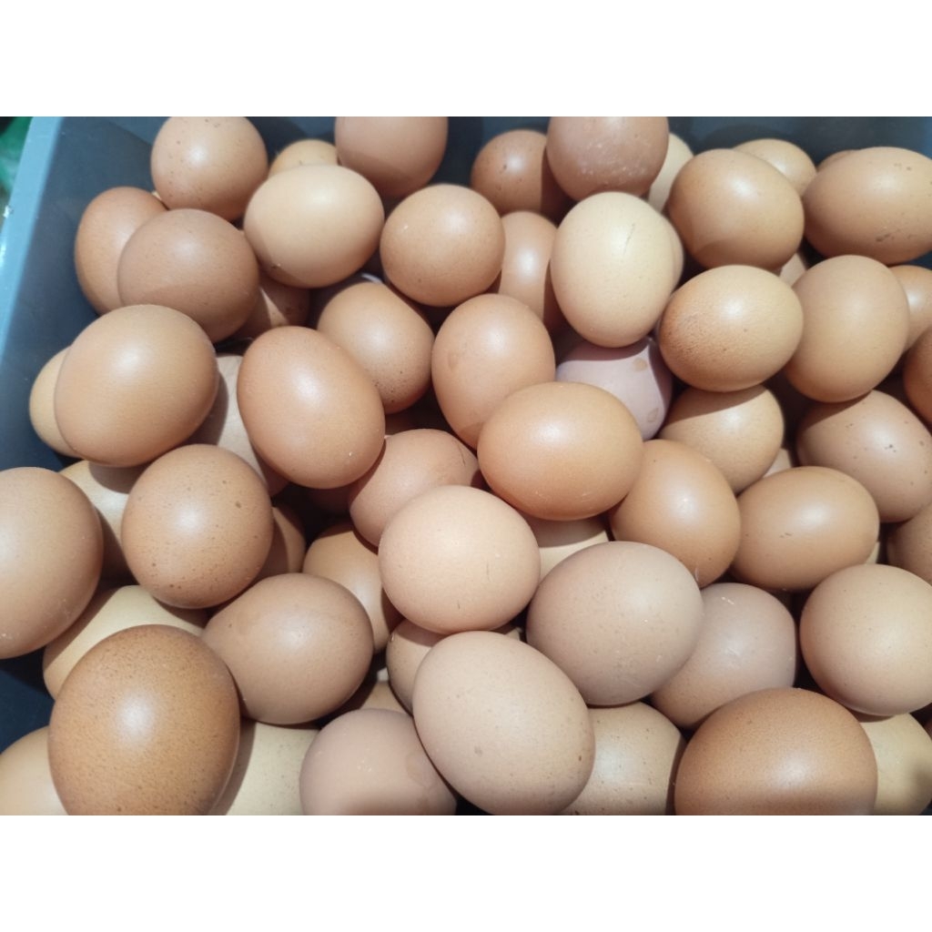 telur ayam negri fresh