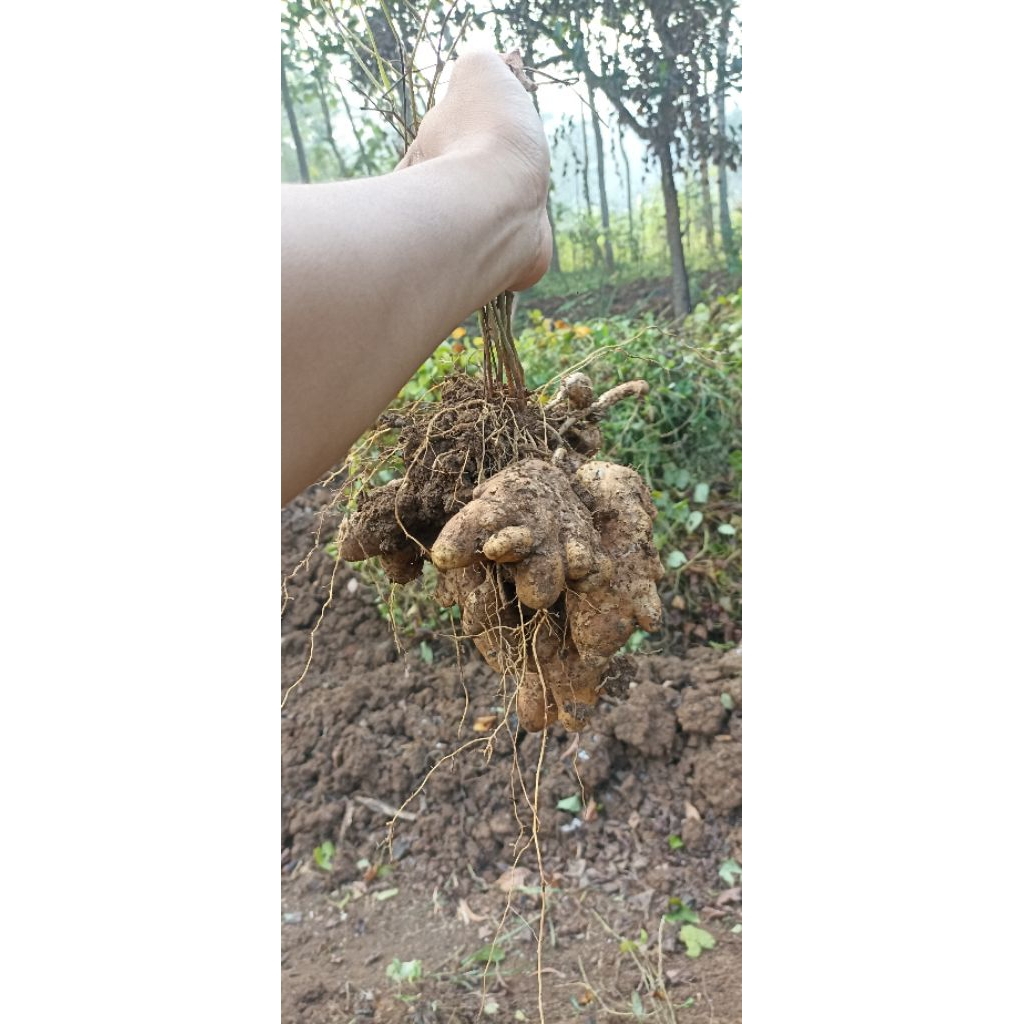 Gembili/Umbi Gembili,500gram.