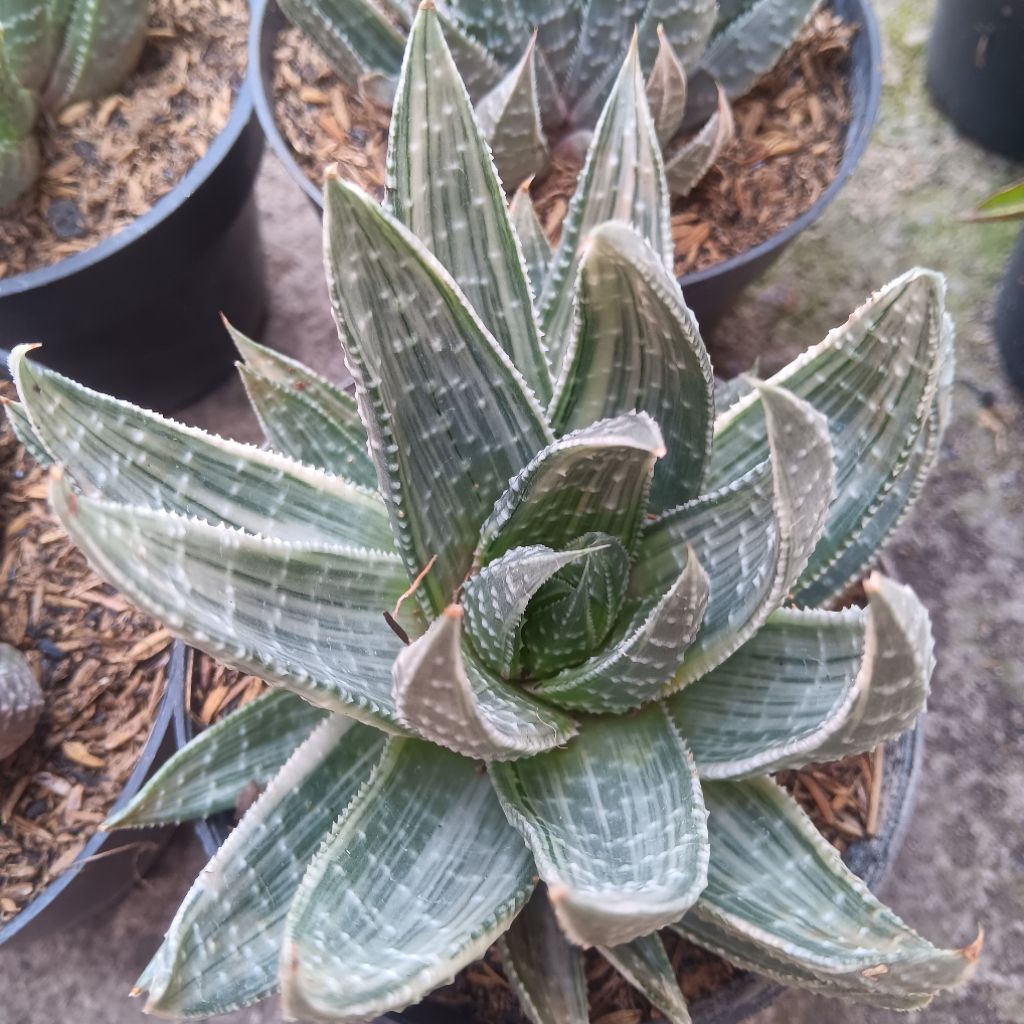Gastrolea (Gasteria × Aloevera)