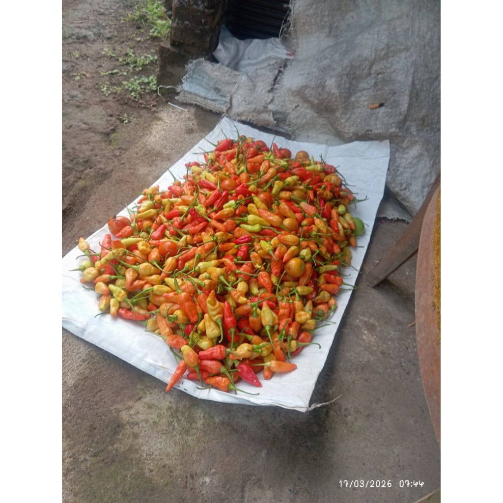 CABAI RAWIT PRENTUL
