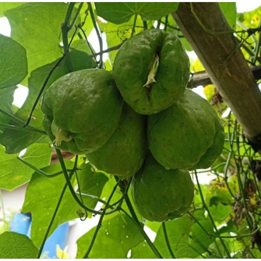 bibit labu siam 1kg