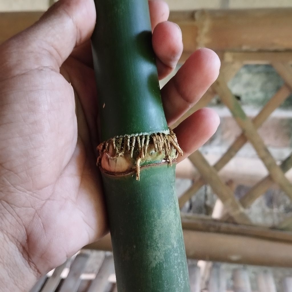 JENIS BAMBU TUMPANGSARI ASLI ALAM
