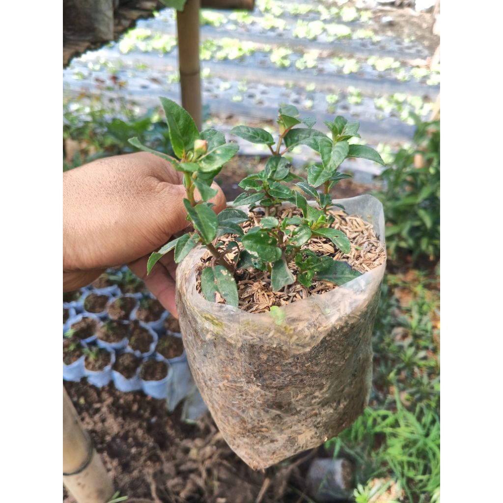 bibit tanaman bunga fuchsia