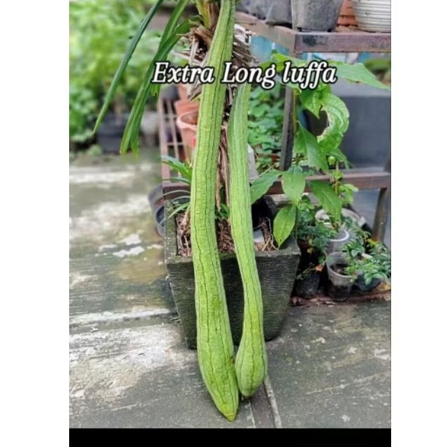 Benih extra long LUFFA/gambas jumbo