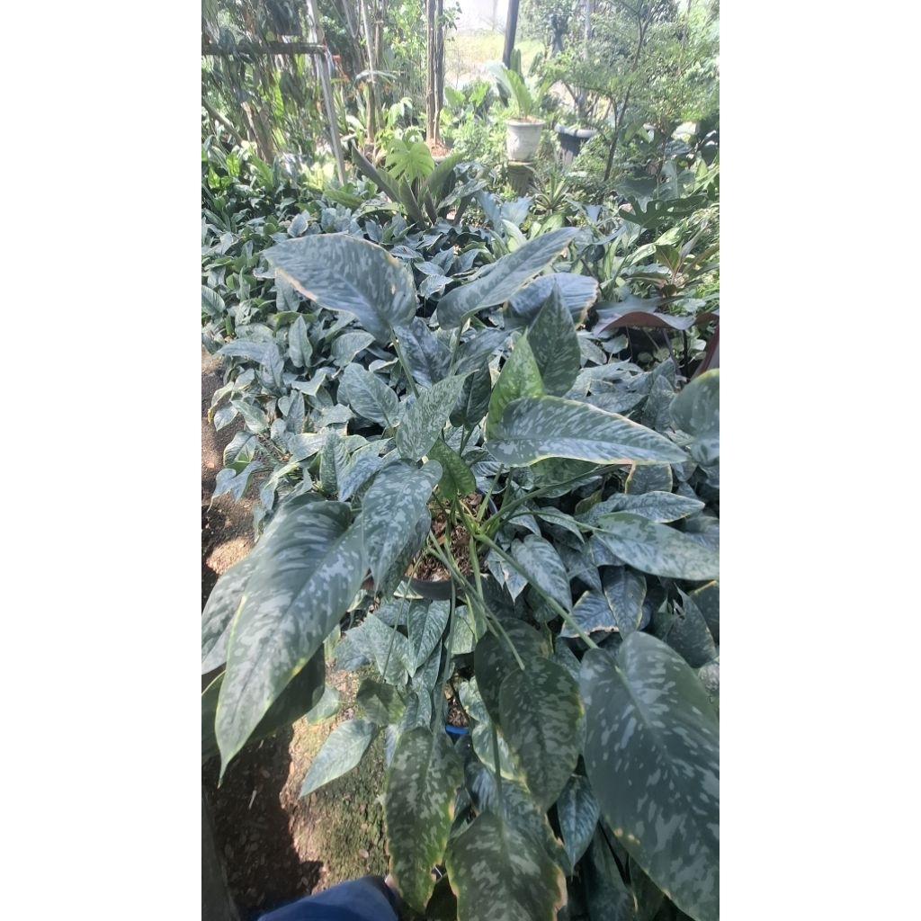 pohon tanaman homalomena